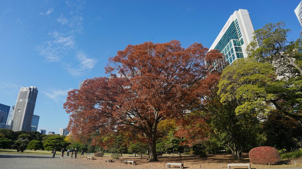 Red autumn foliage at Hama-rikyu Gardens with city skyscrapers behind