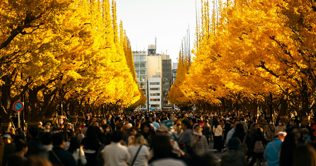 Autumn Leaves in Tokyo 2026: When to Go, Best Spots and Where to Stay