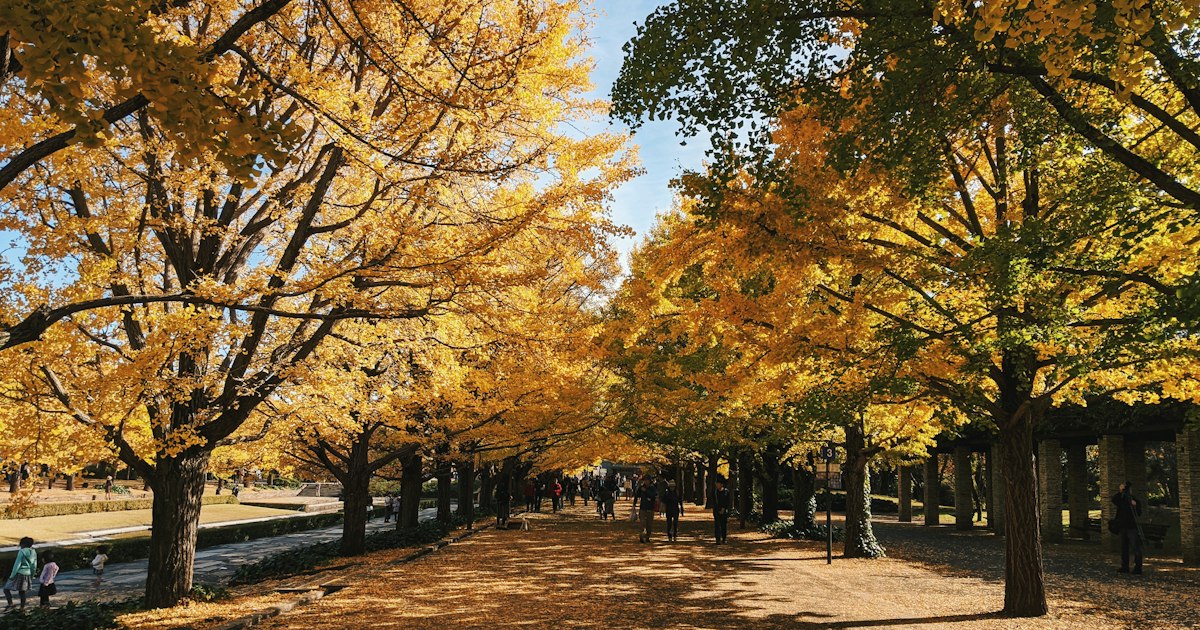 Visitors strolling along a path lined with yellow ginkgo trees in Tokyo