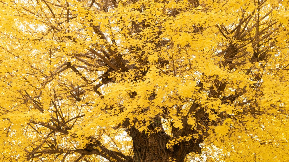 A ginkgo tree in full yellow autumn colour in Tokyo
