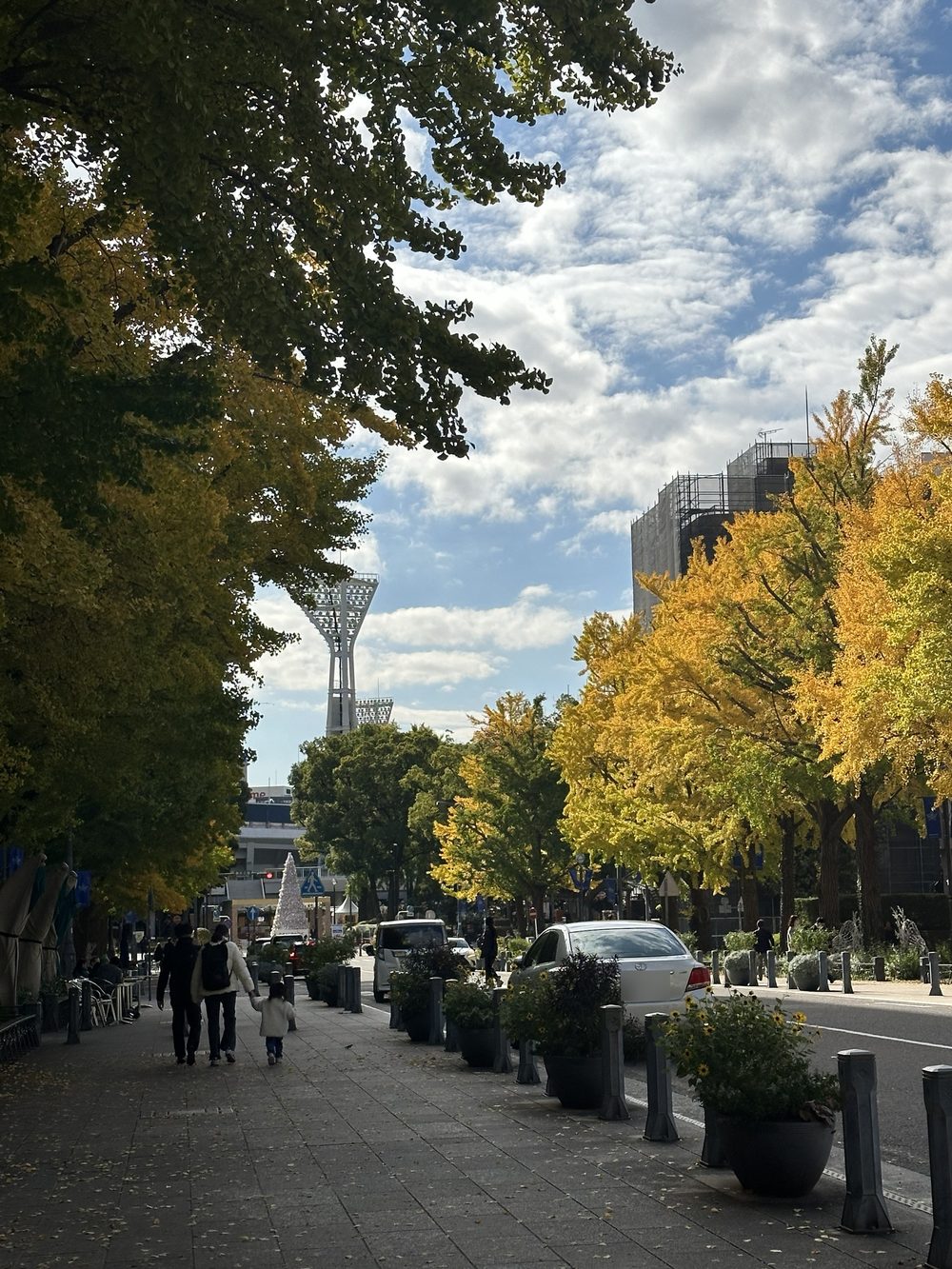 Ginkgo trees turning yellow along Nihon-odori in Yokohama, with the Yokohama Stadium light tower in the distance